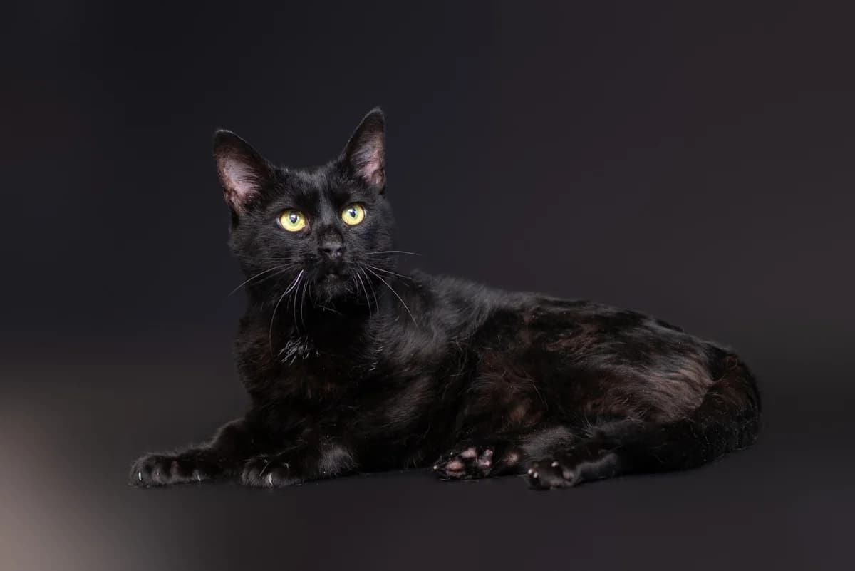 Abraksas (Абраксас), male Mixed Breed for adoption at Dobri Ruky, Kyiv