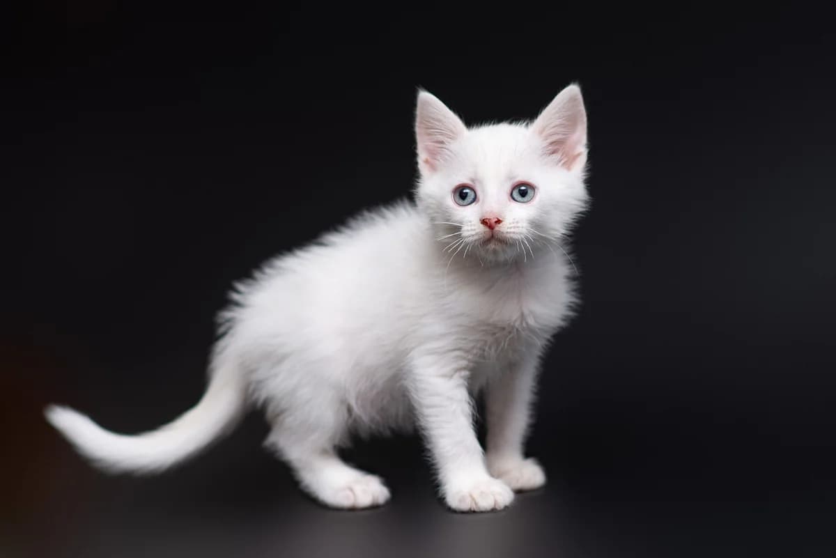 Tviks (Твікс), male Mixed Breed for adoption at Dobri Ruky, Kyiv