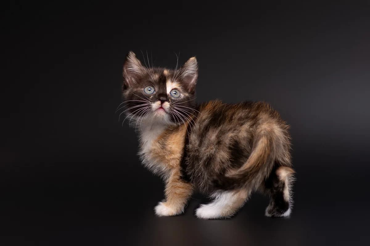 Kesya (Кеся), female Mixed Breed for adoption at Dobri Ruky, Kyiv
