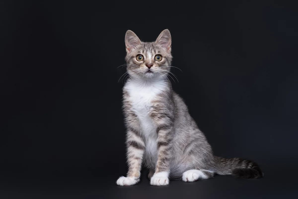Violet (Віолет), female Mixed Breed for adoption at Dobri Ruky, Kyiv