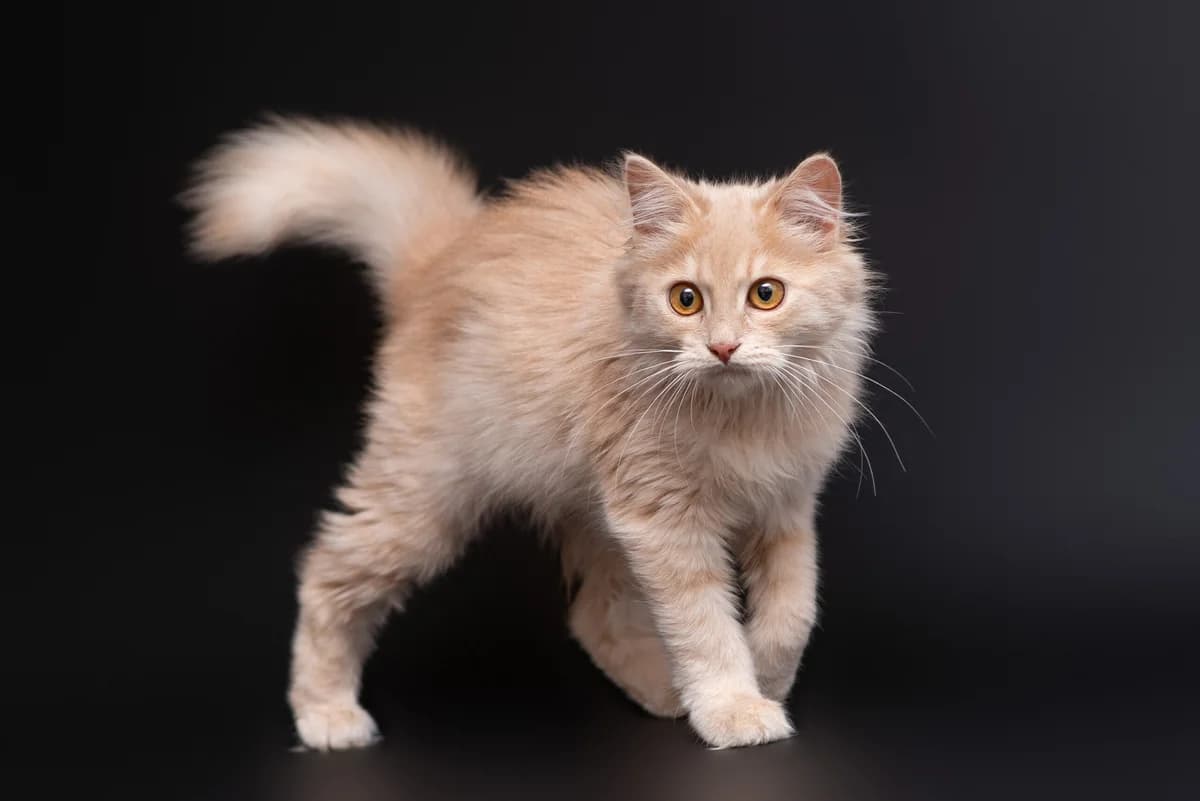 Okhra (Охра), female Mixed Breed for adoption at Dobri Ruky, Kyiv