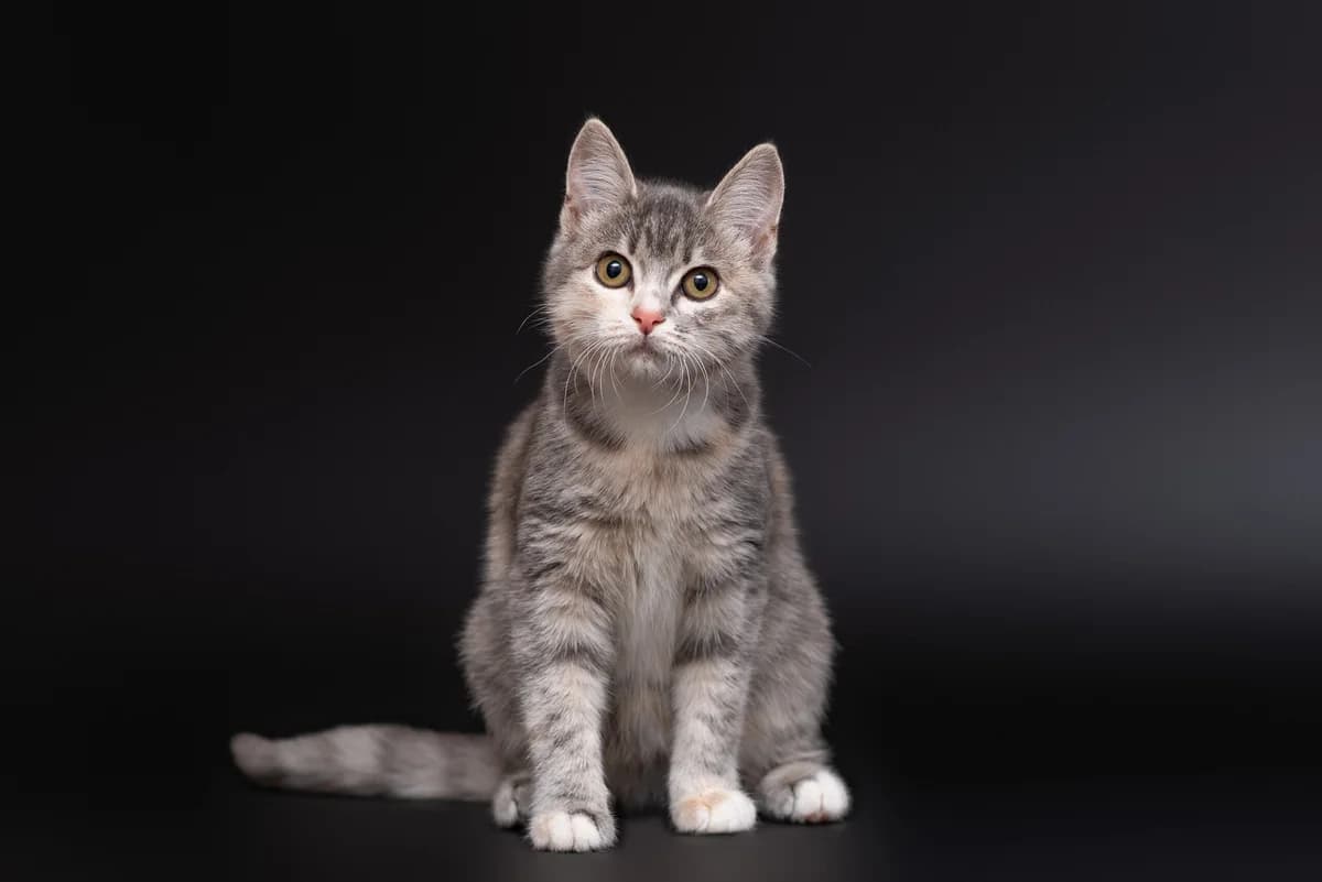 Gzhelka (Гжелка), female Mixed Breed for adoption at Dobri Ruky, Kyiv