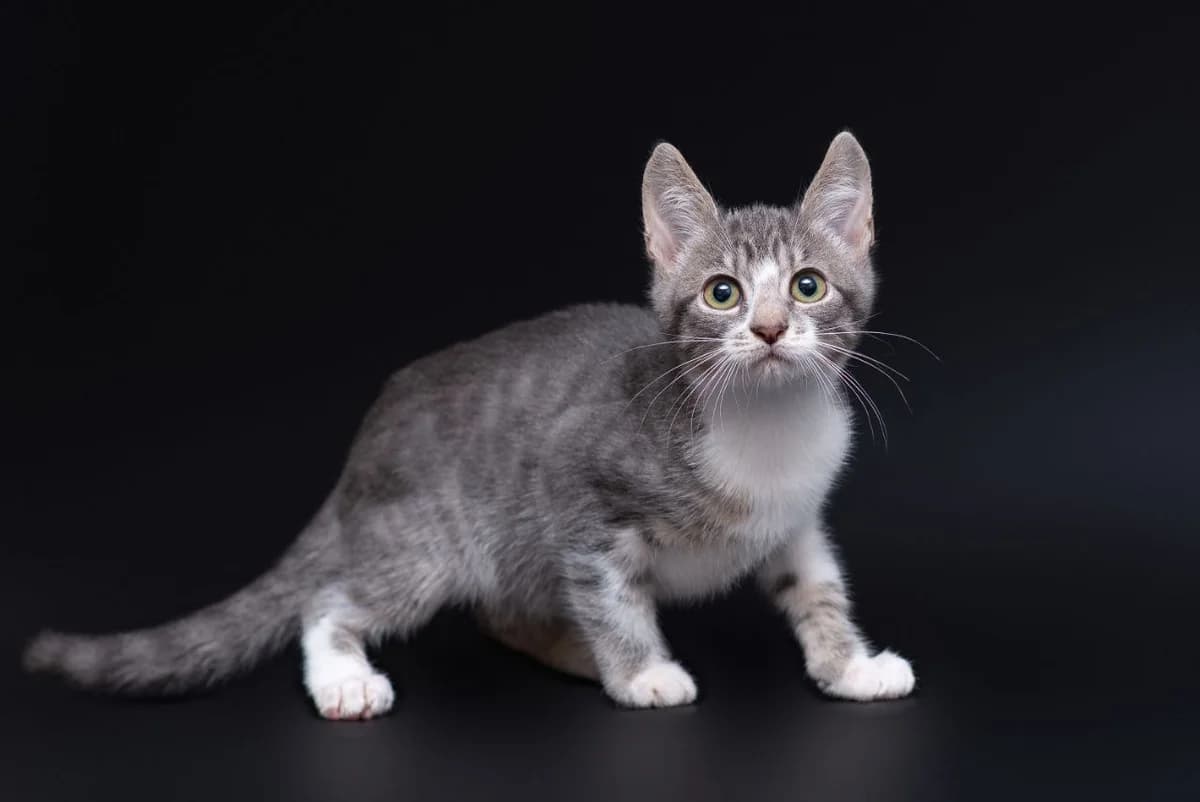 Khassan (Хассан), male Mixed Breed for adoption at Dobri Ruky, Kyiv