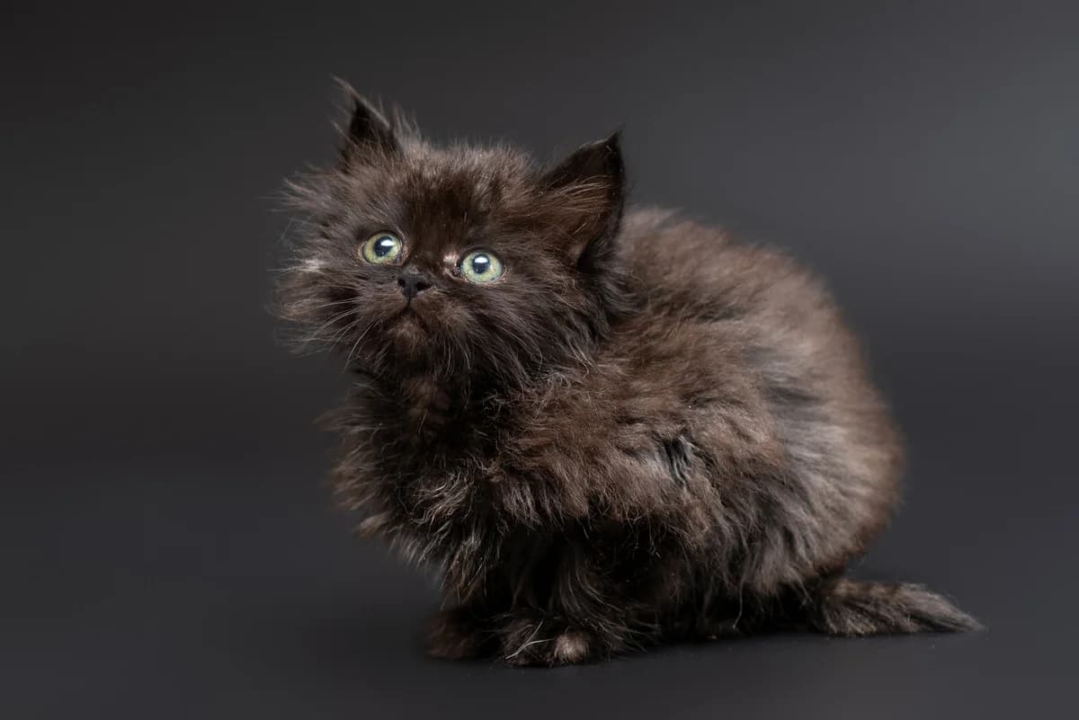 Mortisiya (Мортісія), female Mixed Breed for adoption at Dobri Ruky, Kyiv