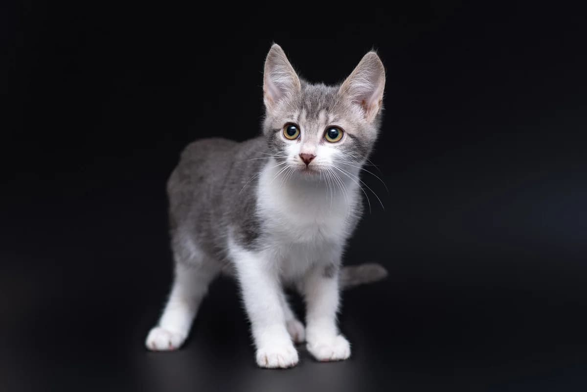 Khazami (Хазамі), female Mixed Breed for adoption at Dobri Ruky, Kyiv