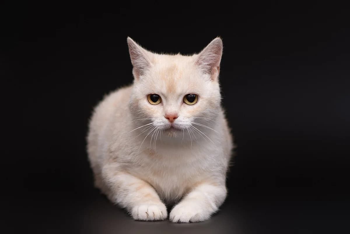 Yashma (Яшма), female Mixed Breed for adoption at Dobri Ruky, Kyiv