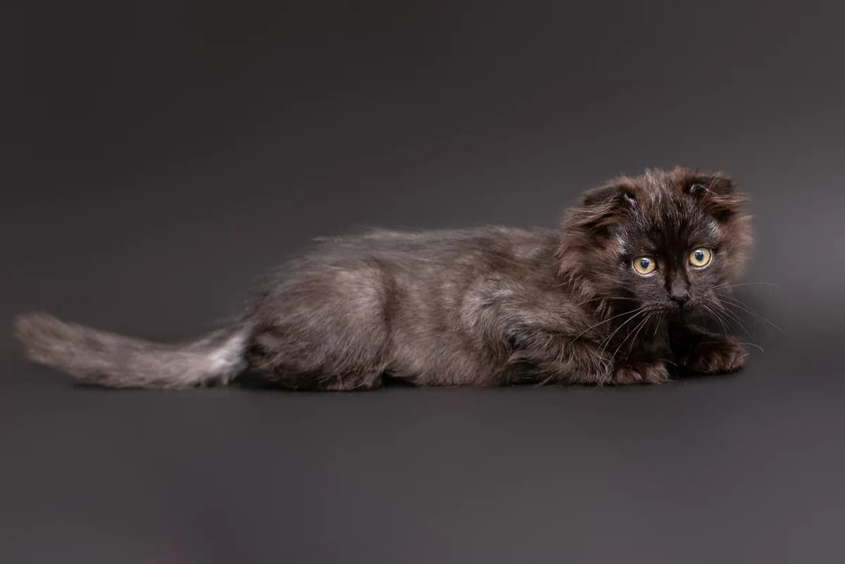 Veles (Велес), male Mixed Breed for adoption at Dobri Ruky, Kyiv