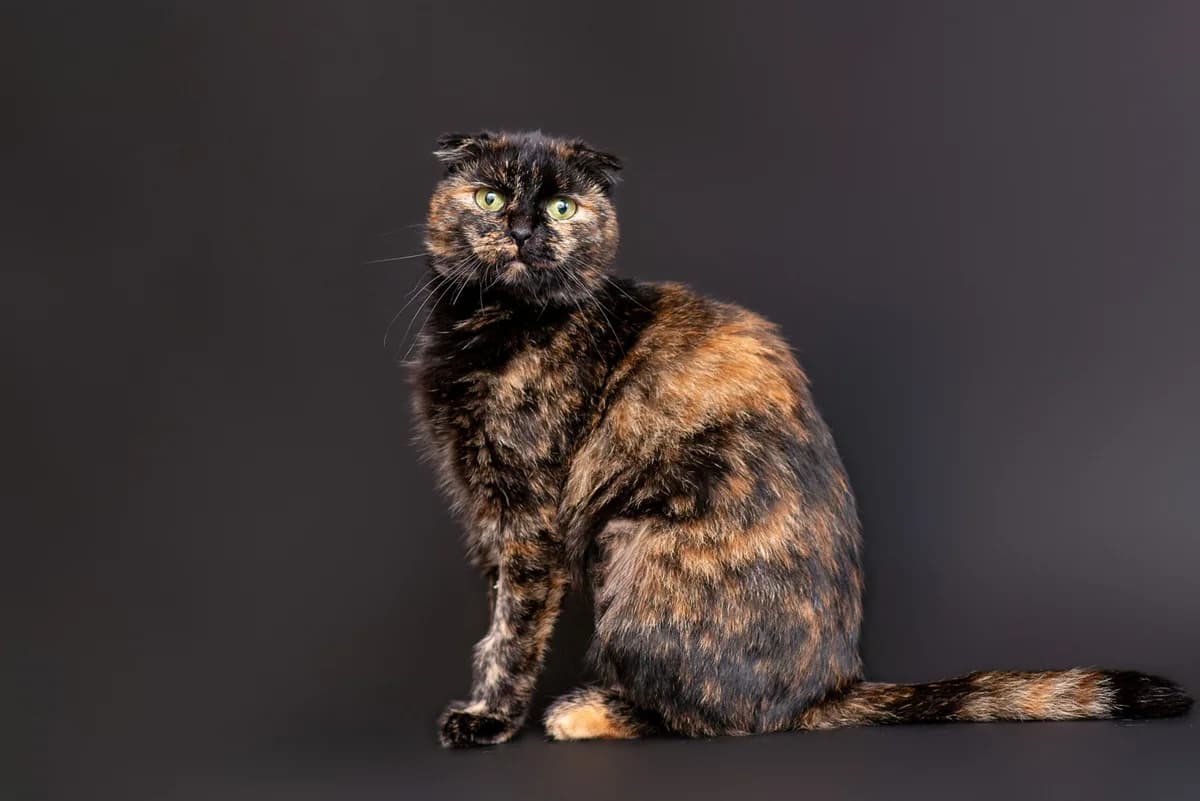 Gris (Гріс), female Mixed Breed for adoption at Dobri Ruky, Kyiv