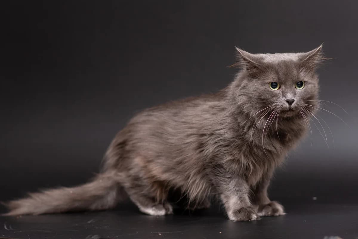 Anella (Анелла), female Mixed Breed for adoption at Dobri Ruky, Kyiv