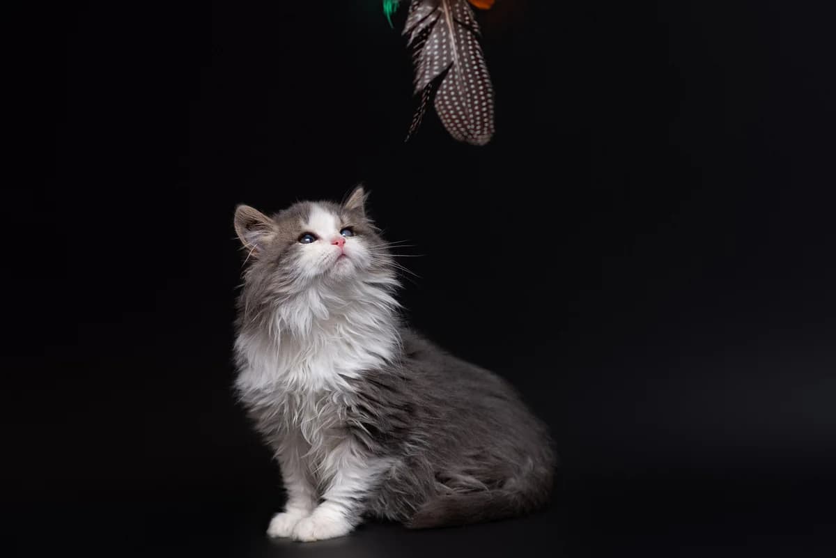 Zhaselin (Жаселін), female Mixed Breed for adoption at Dobri Ruky, Kyiv