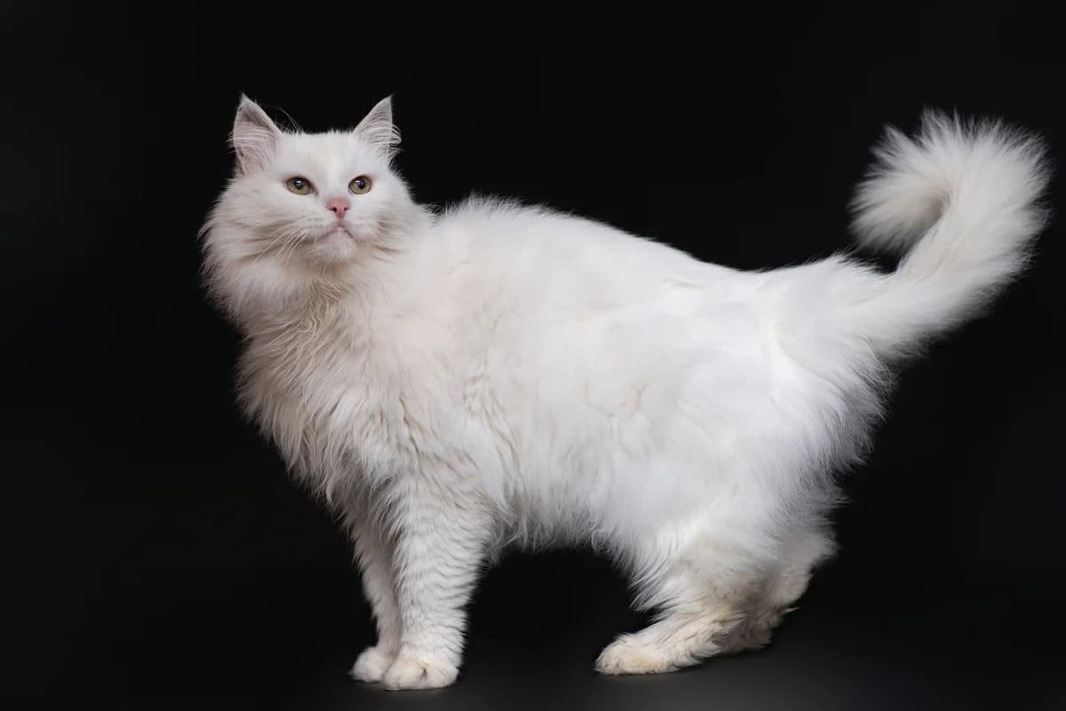 Yyeti (Йєті), male Mixed Breed for adoption at Dobri Ruky, Kyiv