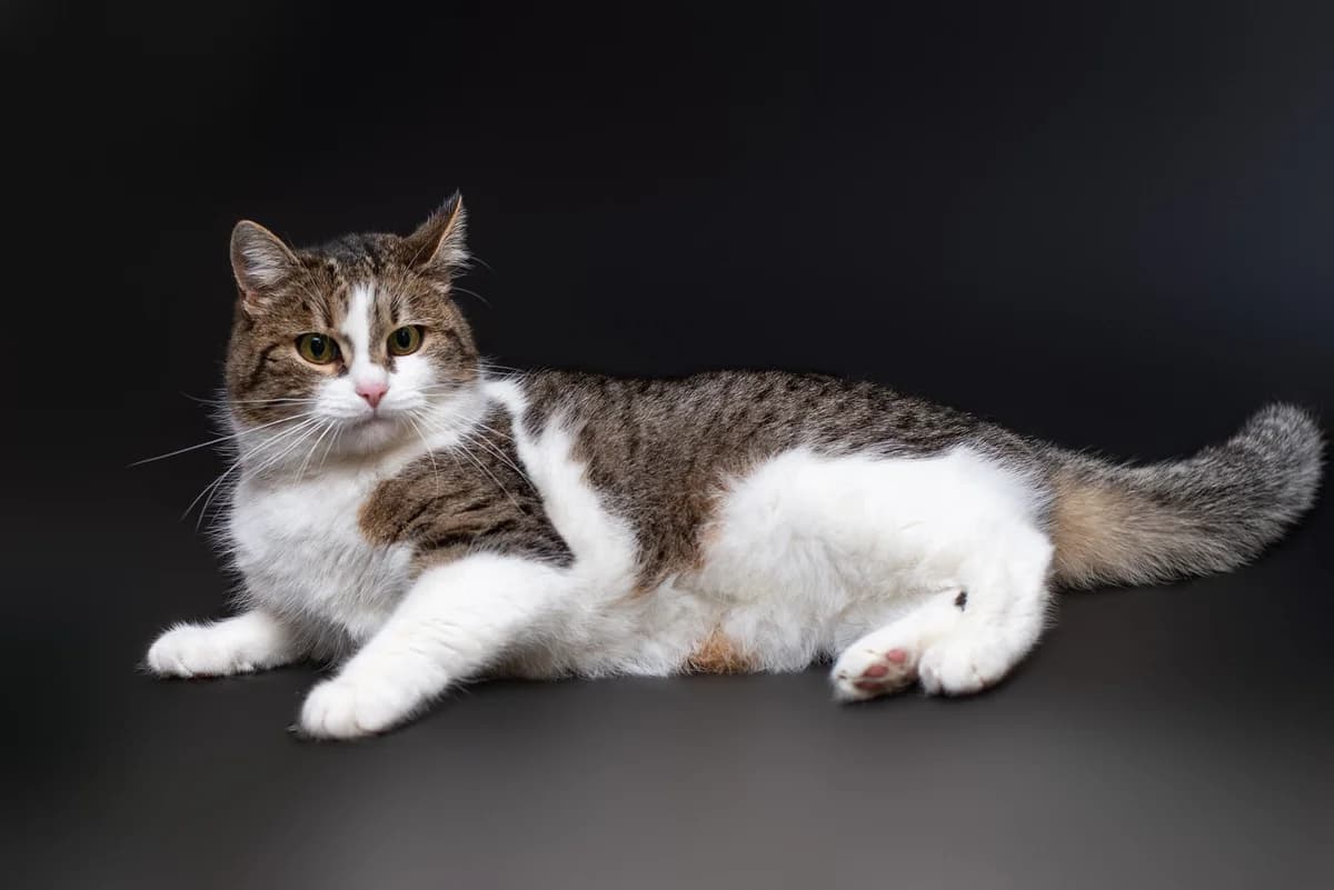 Teyli (Тейлі), female Mixed Breed for adoption at Dobri Ruky, Kyiv