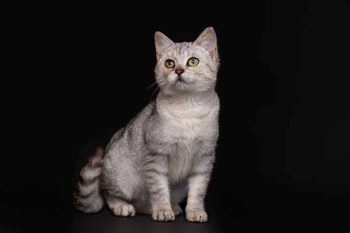 Yustina (Юстіна), female Mixed Breed for adoption at Dobri Ruky, Kyiv