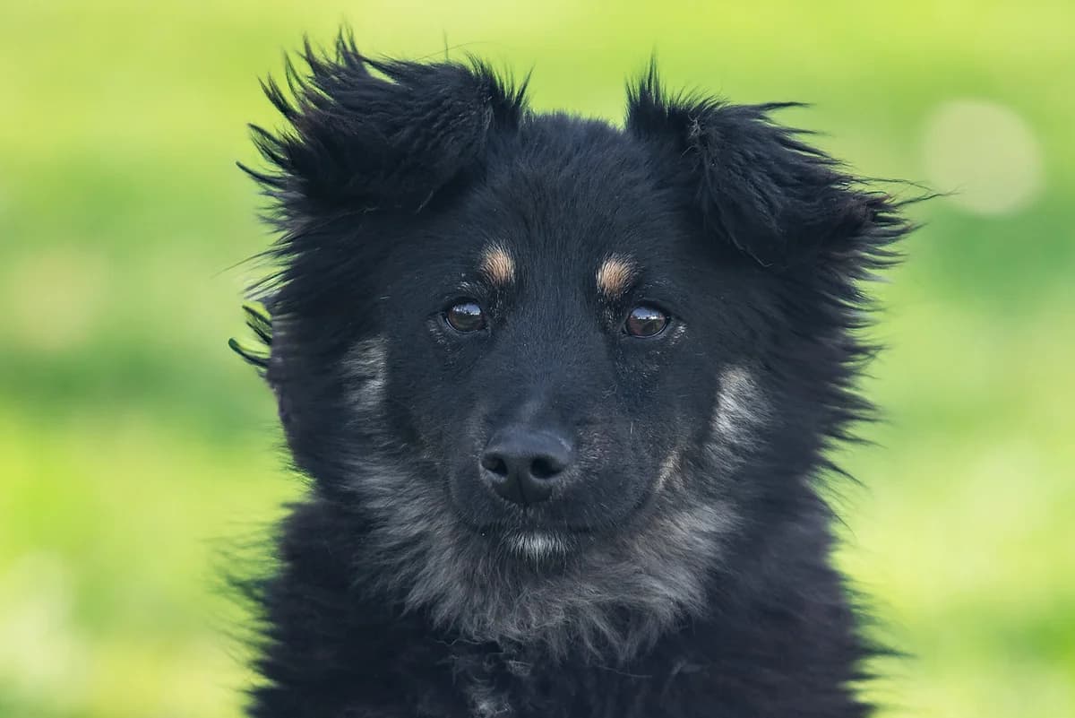 Nimsa (Німса), female Mixed Breed for adoption at Dobri Ruky, Kyiv