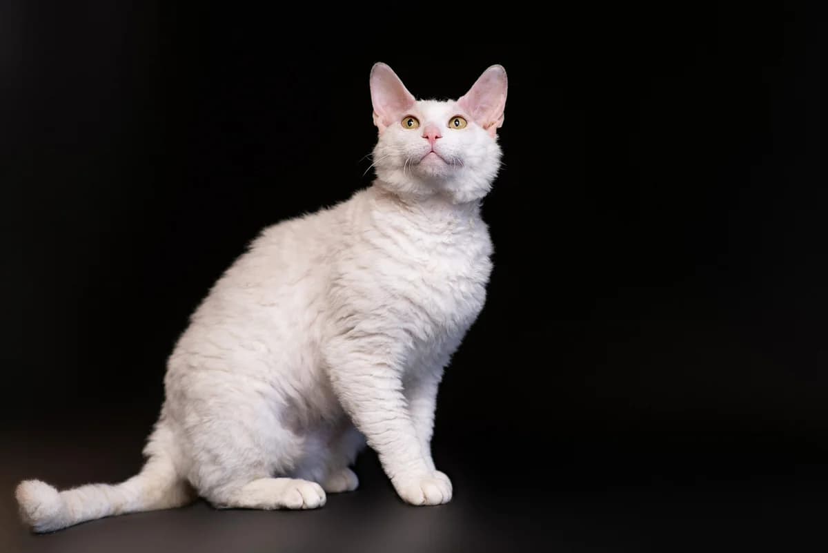 Zefirchik (Зефірчик), male Mixed Breed for adoption at Dobri Ruky, Kyiv