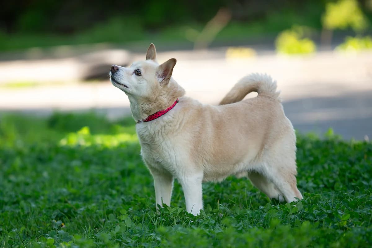 Venya (Веня), male Mixed Breed for adoption at Dobri Ruky, Kyiv
