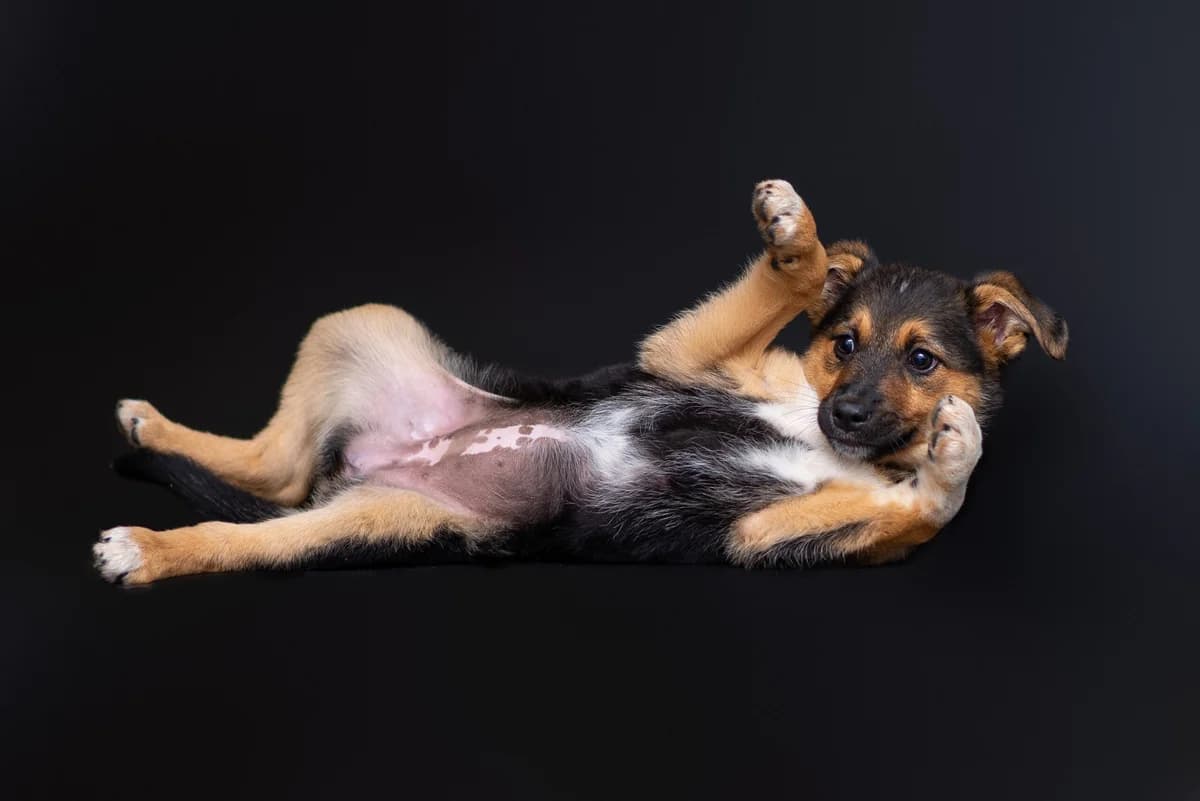 Plyusha (Плюша), female Mixed Breed for adoption at Dobri Ruky, Kyiv