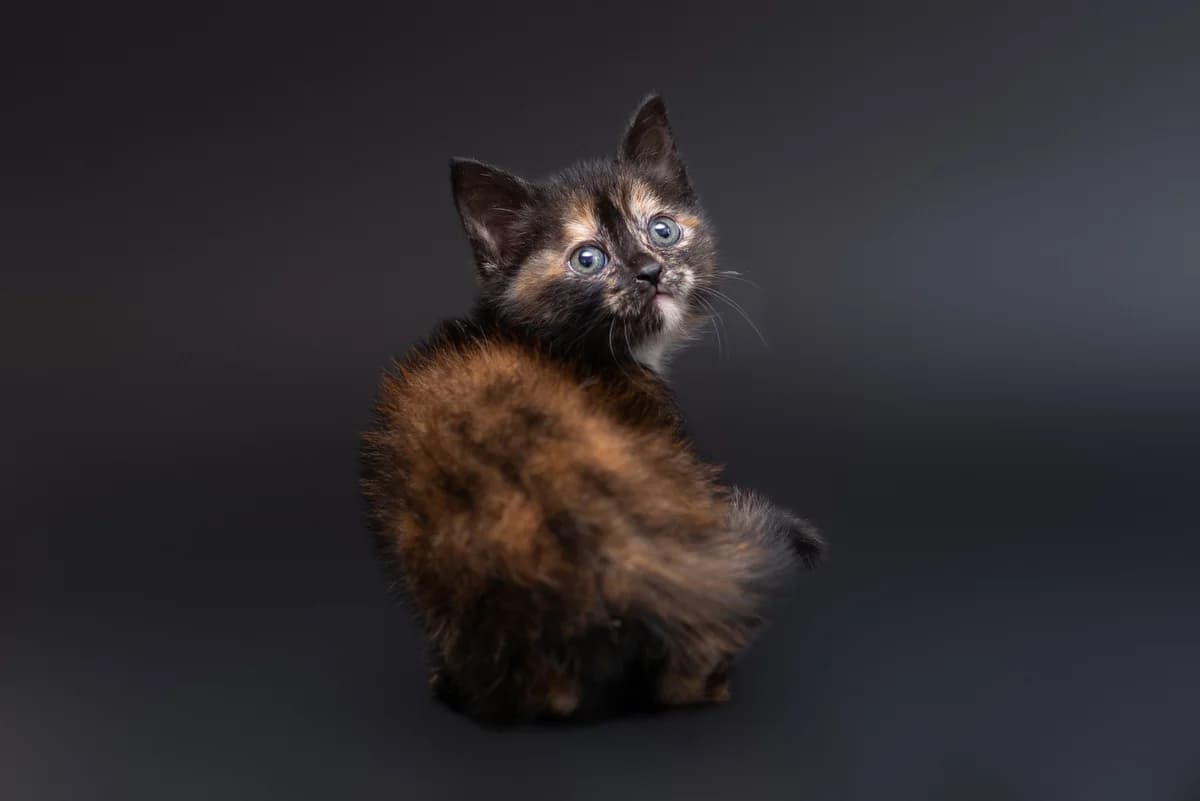 Ruzha (Ружа), female Mixed Breed for adoption at Dobri Ruky, Kyiv