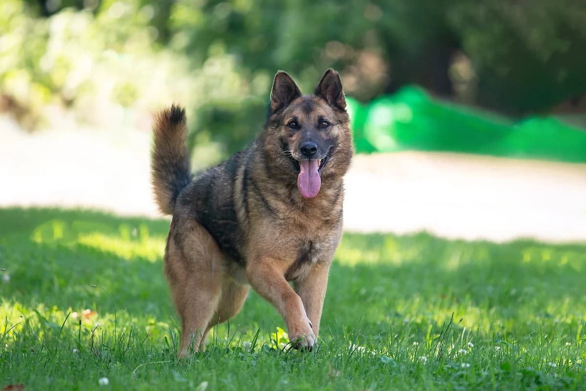 Khrom (Хром), male Mixed Breed for adoption at Dobri Ruky, Kyiv