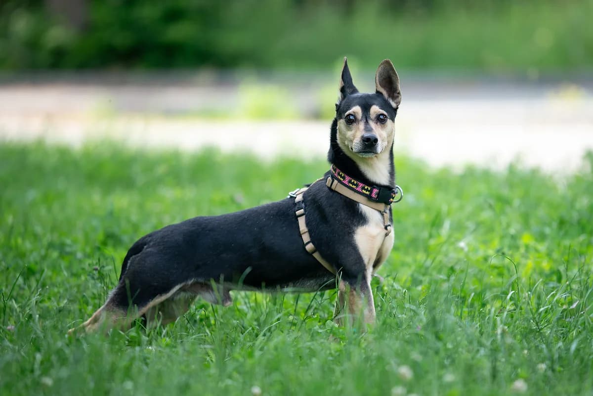 Klotsik (Кльоцик), male Mixed Breed for adoption at Dobri Ruky, Kyiv