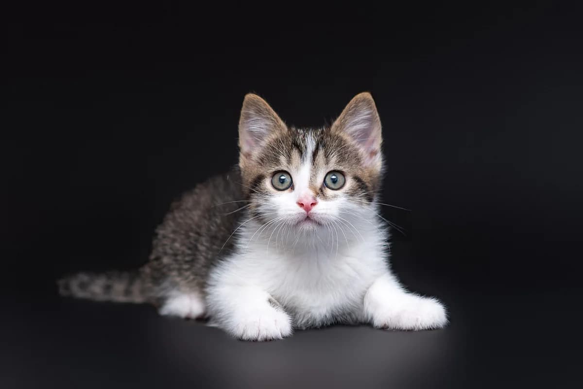 Britsio (Бріціо), male Mixed Breed for adoption at Dobri Ruky, Kyiv