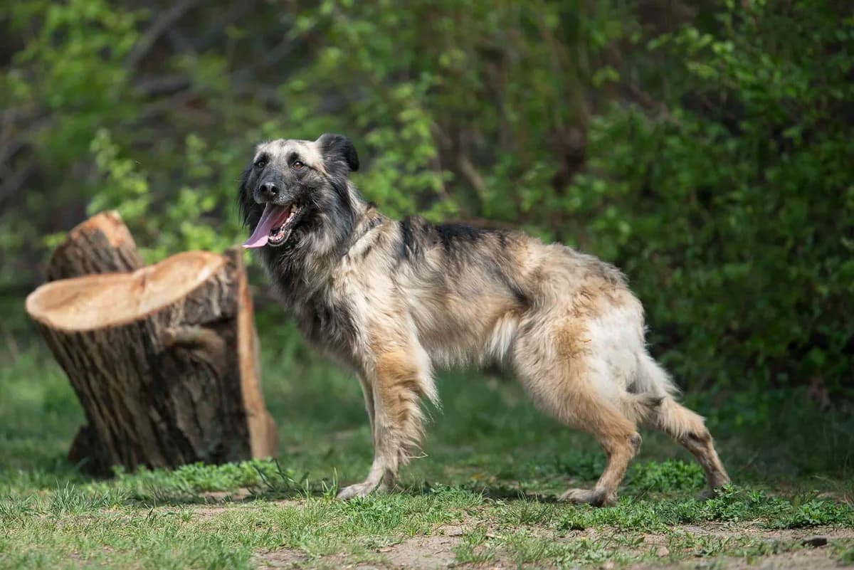 Nelma (Нельма), female Mixed Breed for adoption at Dobri Ruky, Kyiv