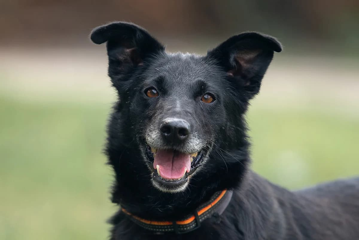 Nyarma (Нярма), female Mixed Breed for adoption at Dobri Ruky, Kyiv