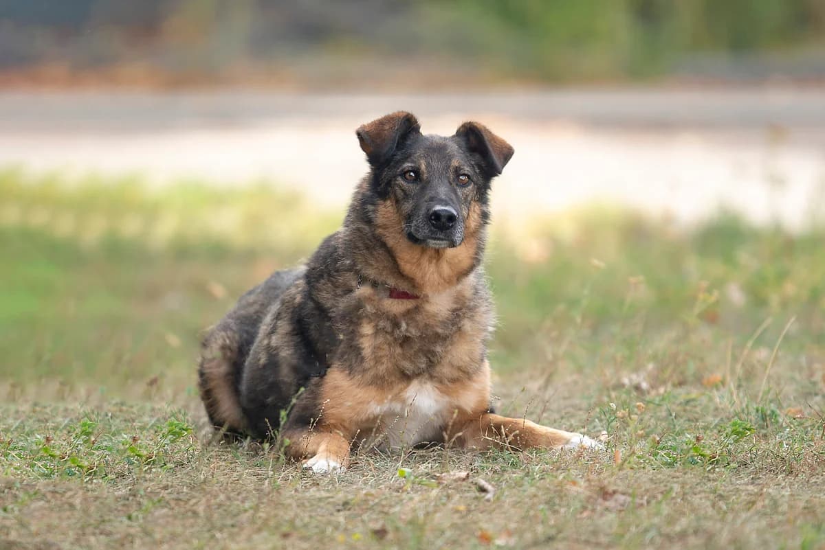 Luis (Луіс), male Mixed Breed for adoption at Dobri Ruky, Kyiv