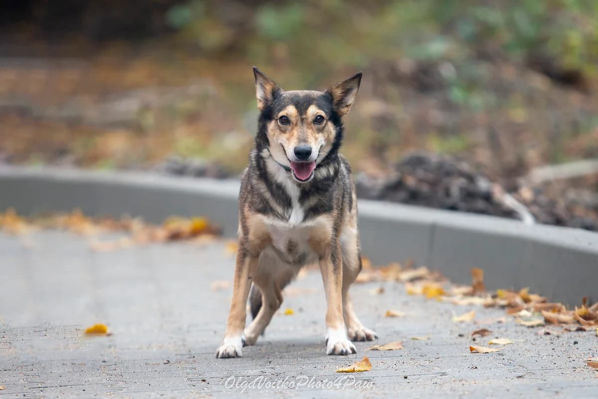 Ilda (Ільда), female Mixed Breed for adoption at Dobri Ruky, Kyiv