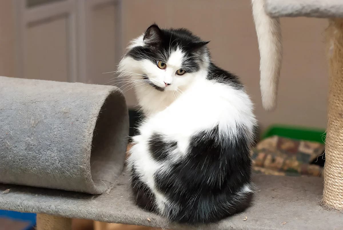 Dafna (Дафна),  Mixed Breed for adoption at Dobri Ruky, Kyiv