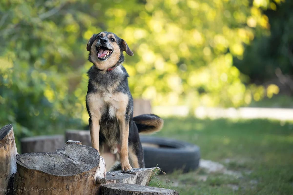Yunkay (Юнкай), male Mixed Breed for adoption at Dobri Ruky, Kyiv