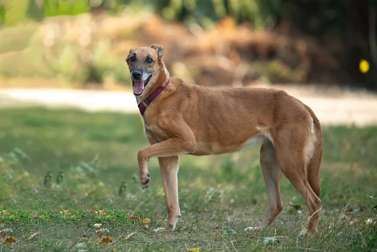 Zhaklin (Жаклін), female Mixed Breed for adoption at Dobri Ruky, Kyiv