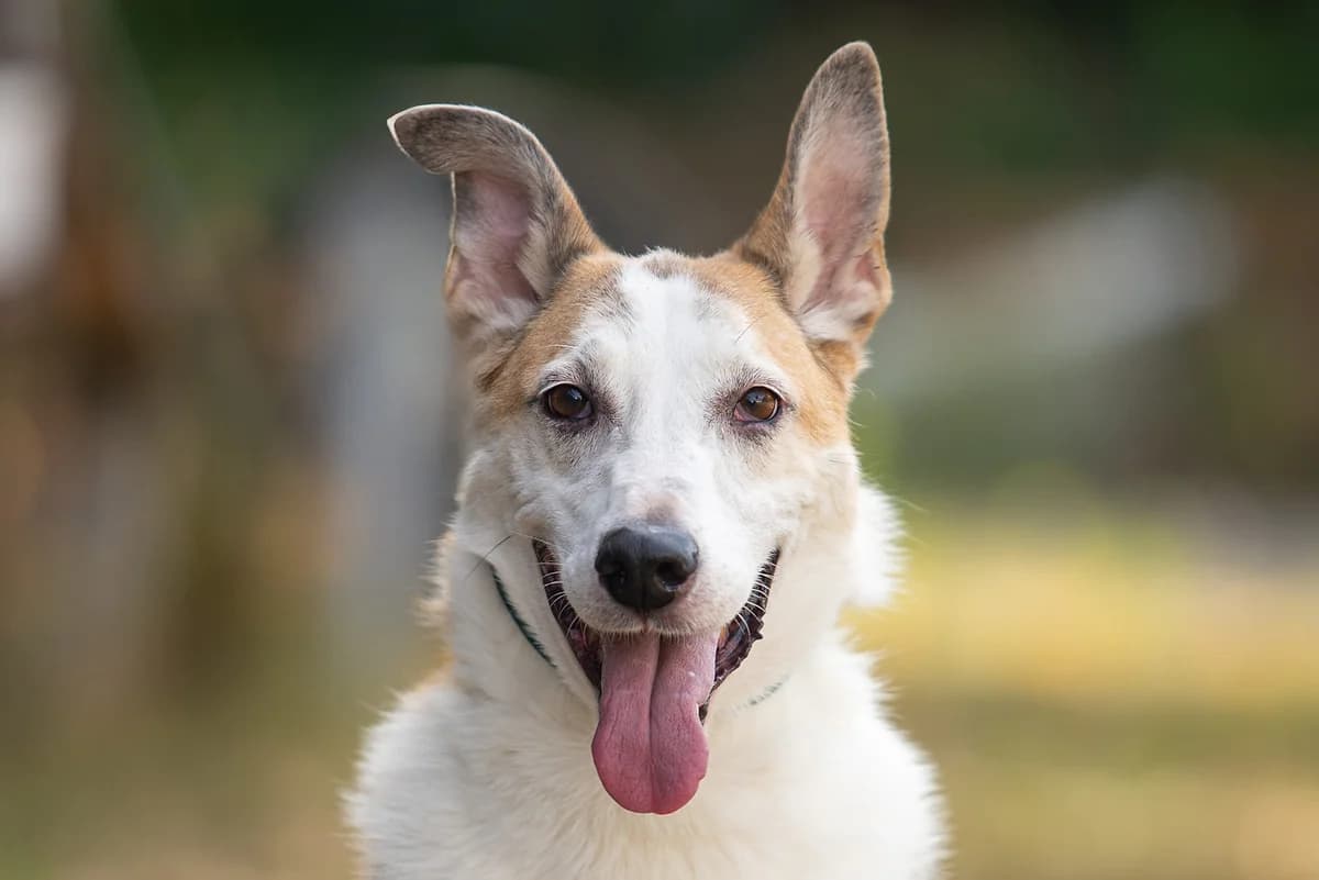 Meyson (Мейсон), male Mixed Breed for adoption at Dobri Ruky, Kyiv