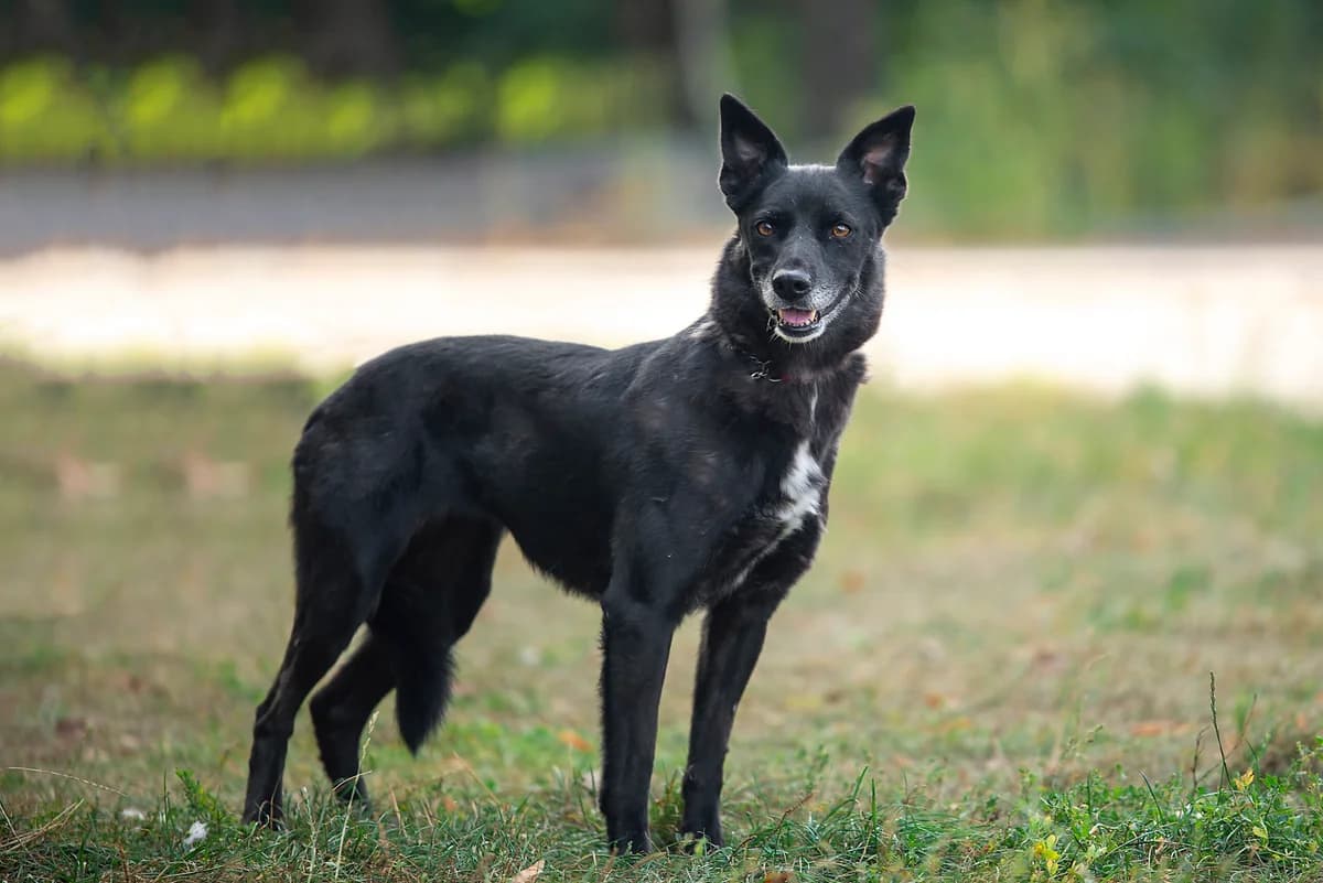 Miya (Мія), female Mixed Breed for adoption at Dobri Ruky, Kyiv