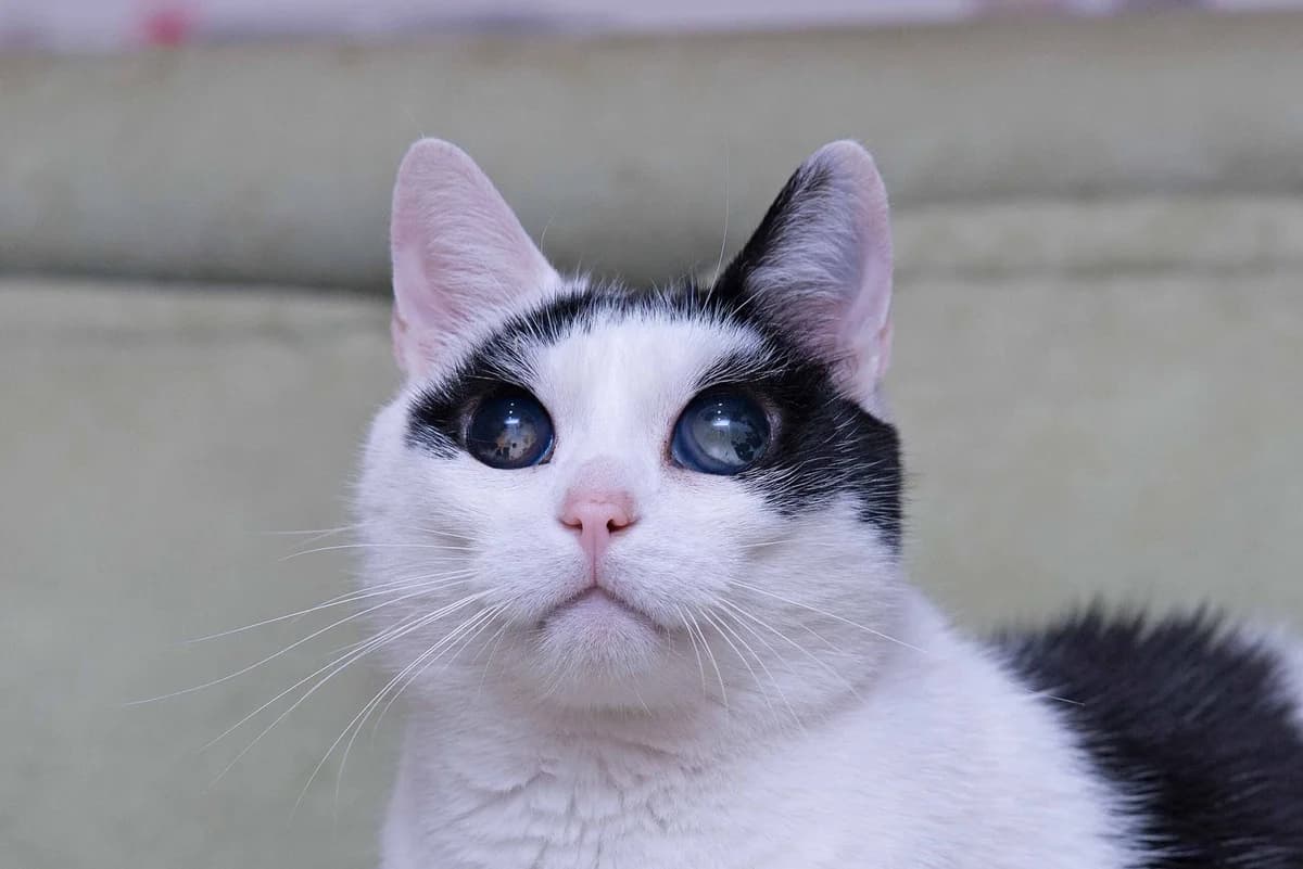Lёva (Лёва),  Mixed Breed for adoption at Dobri Ruky, Kyiv
