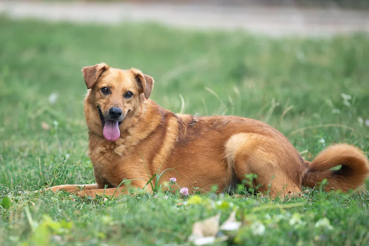 Fild (Філд), male Mixed Breed for adoption at Dobri Ruky, Kyiv