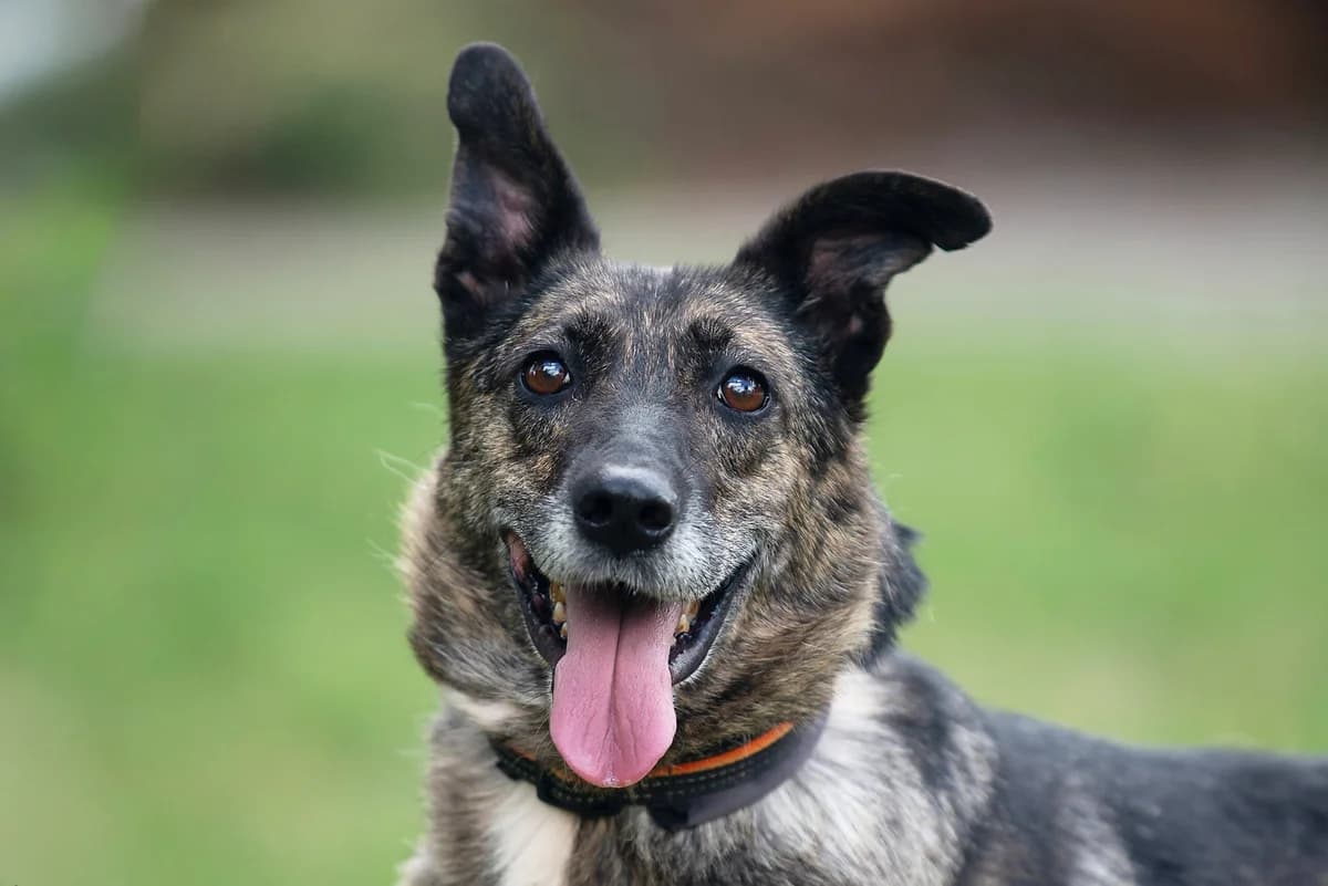 Khedli (Хедлі), female Mixed Breed for adoption at Dobri Ruky, Kyiv