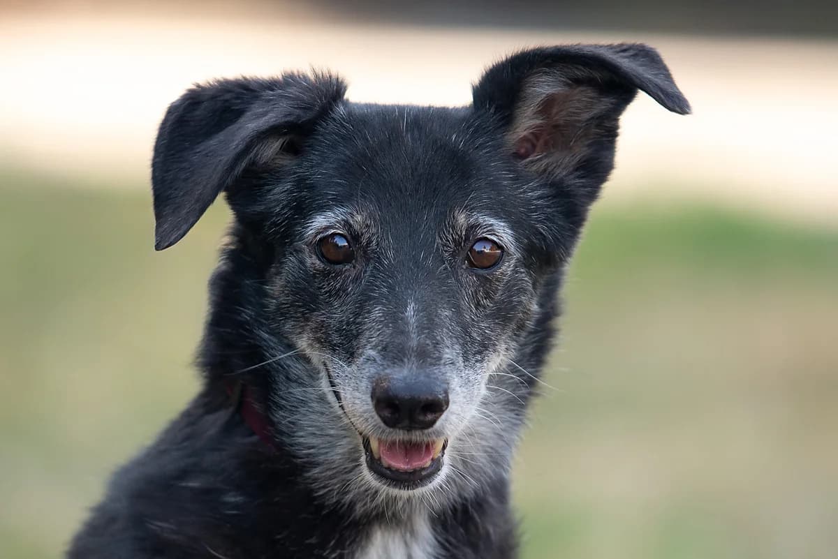 Agirra (Агірра), female Mixed Breed for adoption at Dobri Ruky, Kyiv