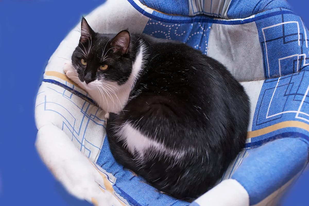 Shaya (Шая),  Mixed Breed for adoption at Dobri Ruky, Kyiv