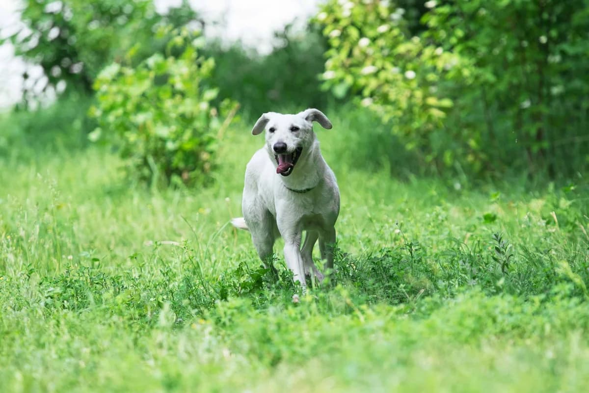 Troy (Трой), male Mixed Breed for adoption at Dobri Ruky, Kyiv