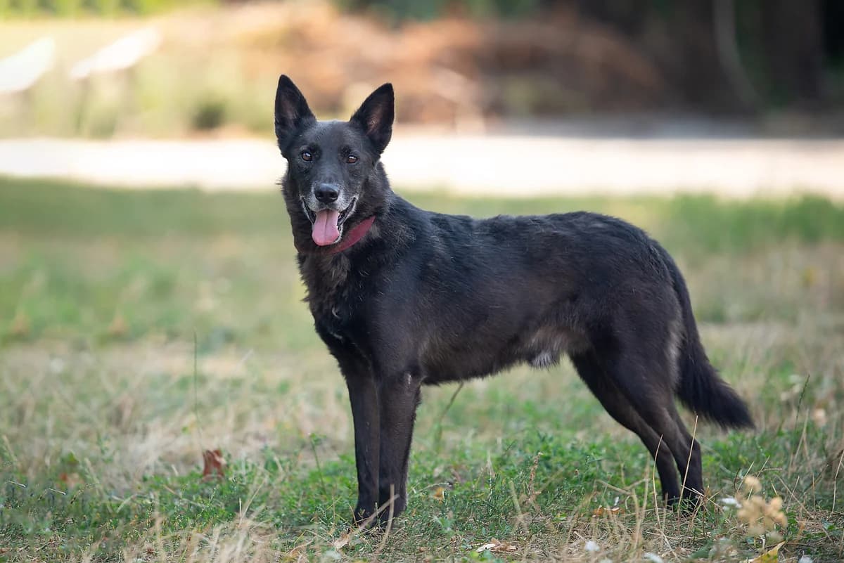 Badi (Баді), male Mixed Breed for adoption at Dobri Ruky, Kyiv