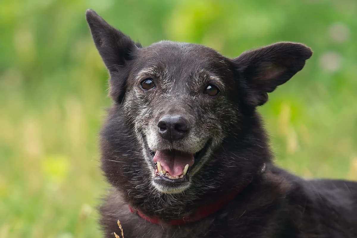 Inola (Інола), female Mixed Breed for adoption at Dobri Ruky, Kyiv
