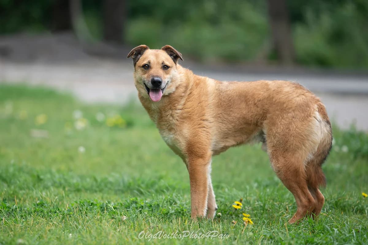 Charon (Чарон), male Mixed Breed for adoption at Dobri Ruky, Kyiv