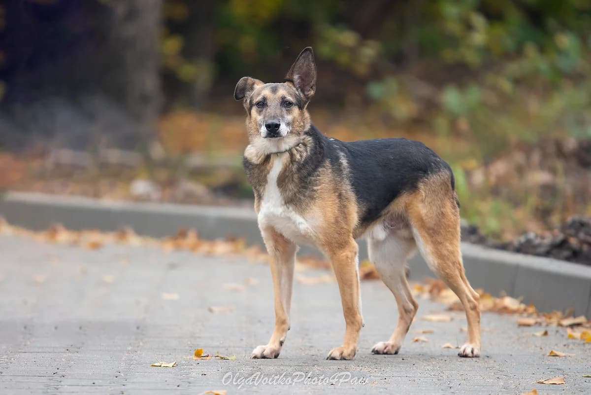 Yakut (Якут), male Mixed Breed for adoption at Dobri Ruky, Kyiv
