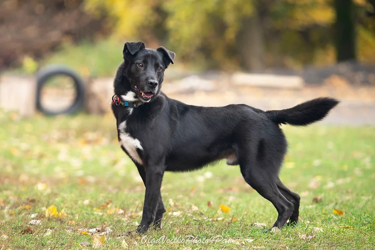 Mateo (Матео), male Mixed Breed for adoption at Dobri Ruky, Kyiv