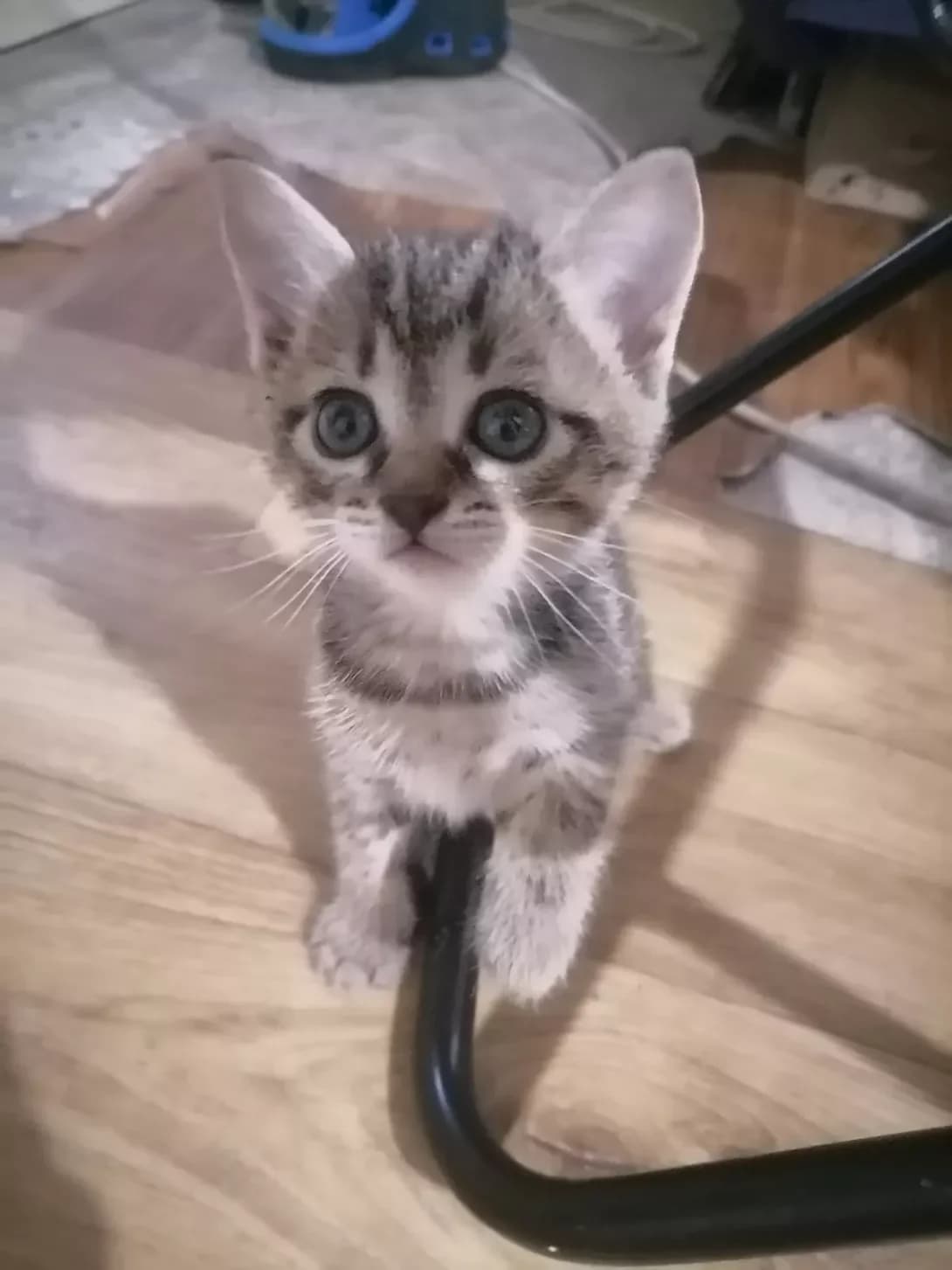 Kotyata (Котята), female 4yo Mixed Breed for adoption at Happy Paw Kyiv Oblast