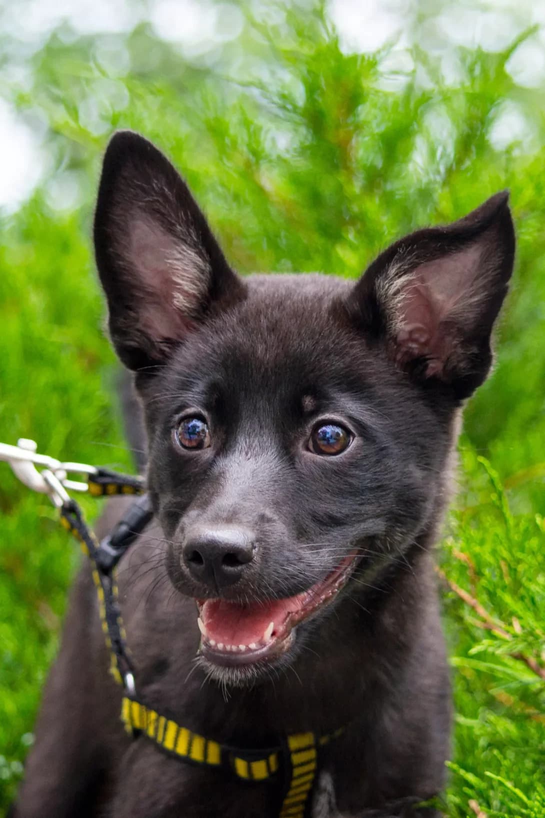 Mishel (Мишель), Mixed Breed (Happy Paw Kyiv Oblast)