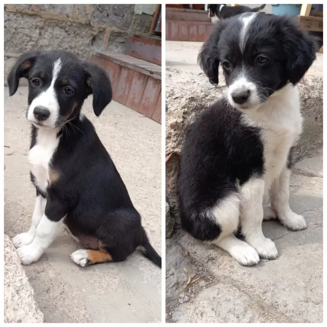 Net (Нет), female 4yo Mixed Breed for adoption at Happy Paw Volyn Oblast