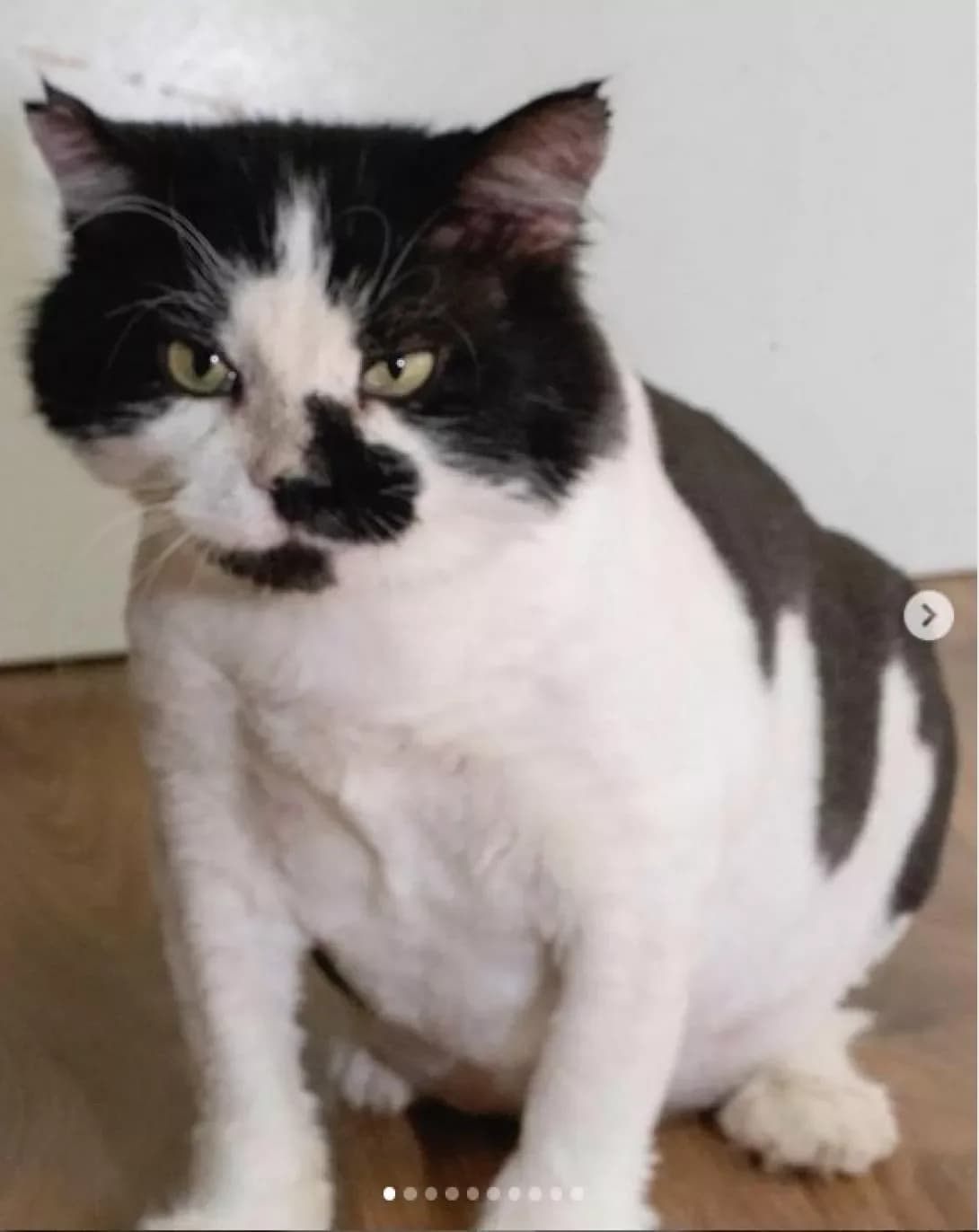 Oldi (Олди), Tabby (оливки глазки suggests typical tabby markings) male Mixed Breed for adoption at Happy Paw Dnipro