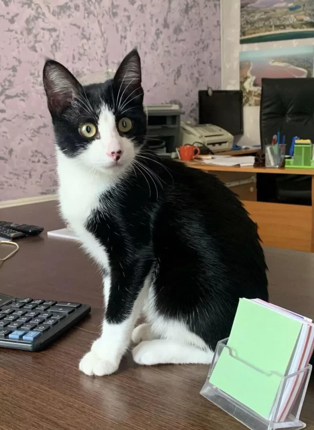 Betmen (Бэтмэн), male 5yo Mixed Breed for adoption at Happy Paw Odesa